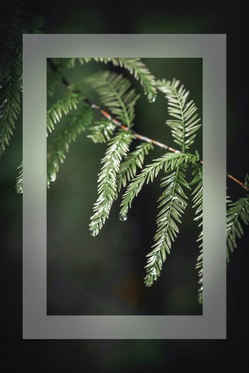 Green leaves on a branch card - 2054197