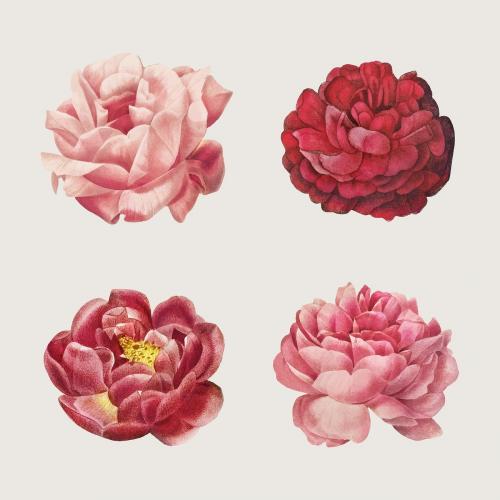 Vintage rose flower vector set - 2253947