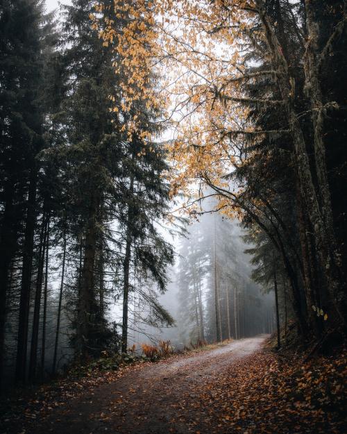 Pathway in a foggy woods - 2092717