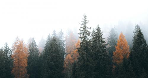 Autumn in a foggy Dolomites valley, Italy - 2094631