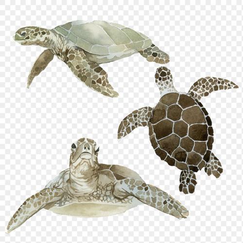 Watercolor painted sea turtle transparent png - 2097715