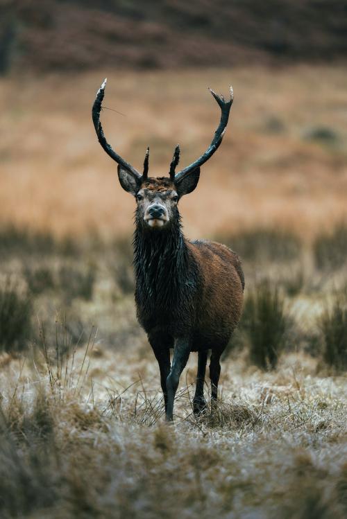 Wild deer with beautiful large antlers - 2097894