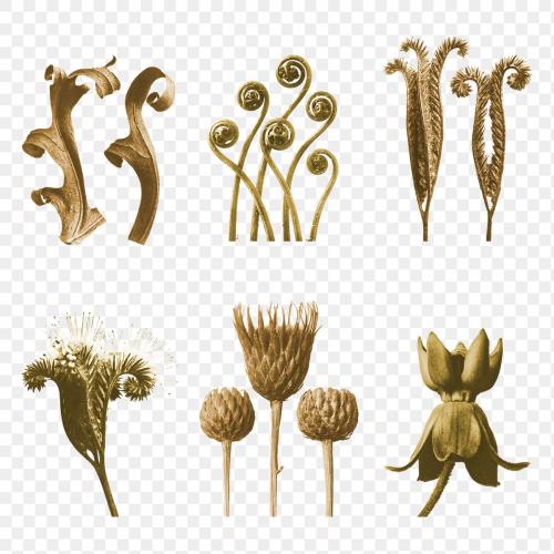 Gold monochrome plant photography set transparent png - 2225549