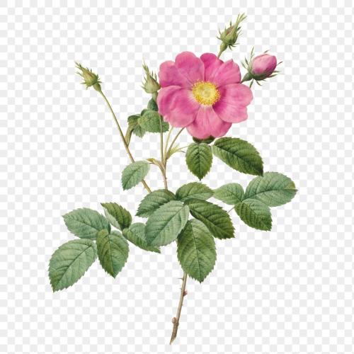 Rosa Centifolia Simplex transparent png - 2226735