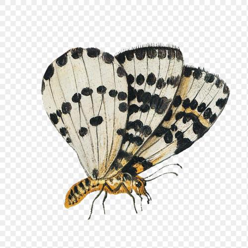 Vintage butterfly illustration transparent png - 2229190