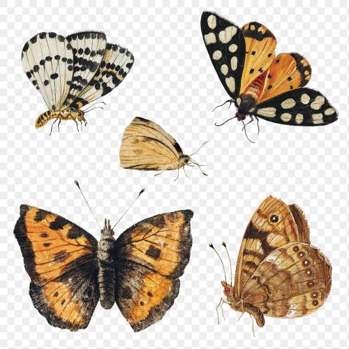 Vintage Butterfly set illustration transparent png - 2229916