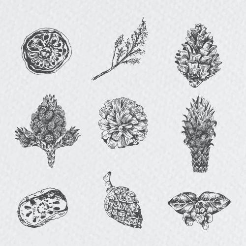 Hand drawn winter floral element vector - 2023468
