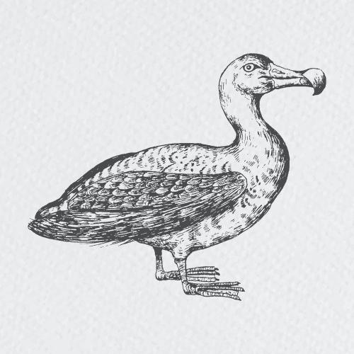 Hand drawn albatross bird vector - 2023511