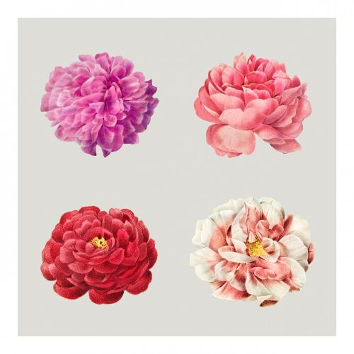 Vintage flowers remix wall art print and poster. Original from Choix des plus belles fleurs plus beaux fruits: Grenade (1827) by Pierre-Joseph Redouté and Henry Joseph Redouté. Digitally enhanced by rawpixel. - 2266638