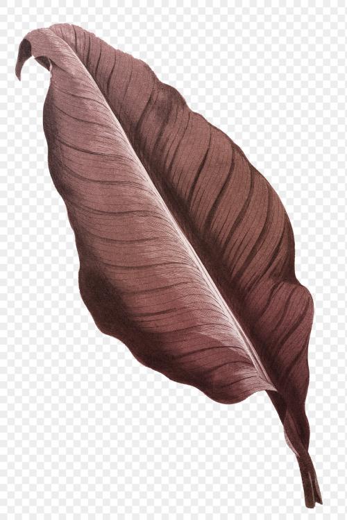 Botany Canna leaf vintage illustration transparent png, remix from original artwork. - 2266882