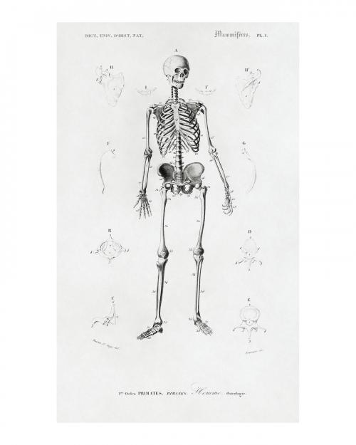 Human skeleton vintage illustration wall art print and poster design remix from the original artwork. - 2267385