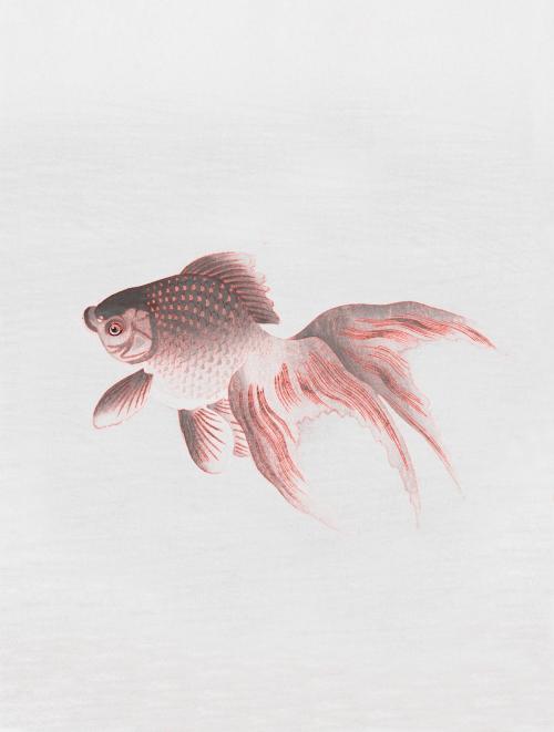 Veiltail goldfish vintage illustration, remix from original artwork. - 2268120