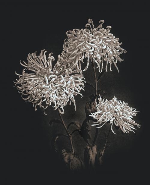 Three white chrysanthemums vintage illustration artwork, remix from orginal photography. - 2270756