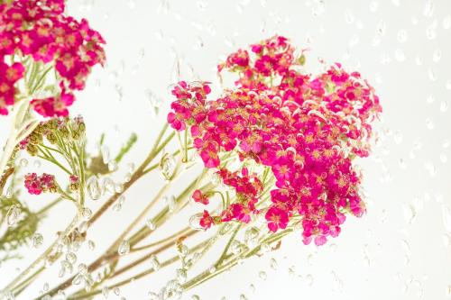 Pink yarrow flower with air bubbles - 2271231