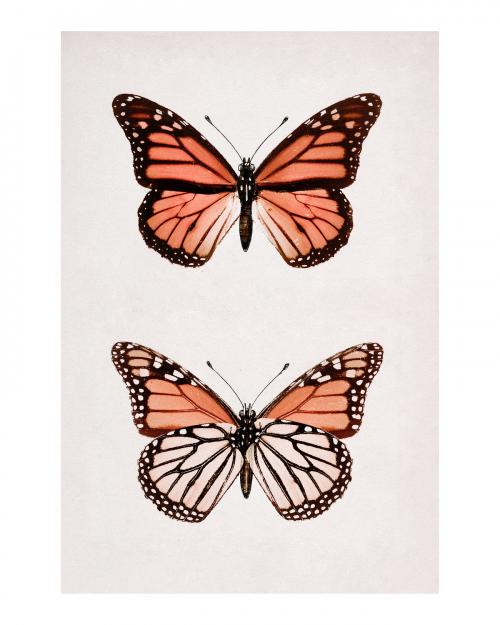 Monarch Butterfly (Danais Archippus) vintage wall art print poster design remix from original artwork by Sherman F. Denton. - 2273431