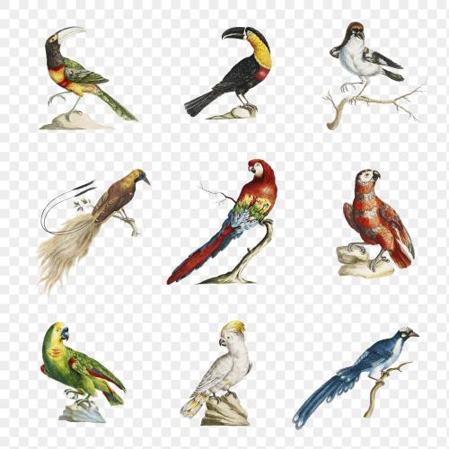 Vintage bird illustration set transparent png - 2276705