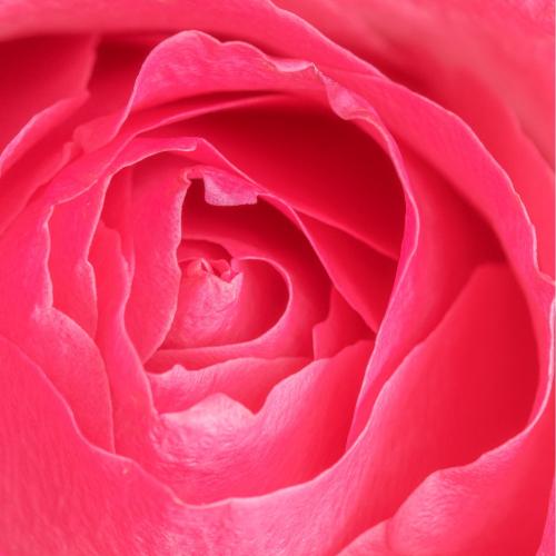 Vibrant pink rose petals macro photography - 2279831