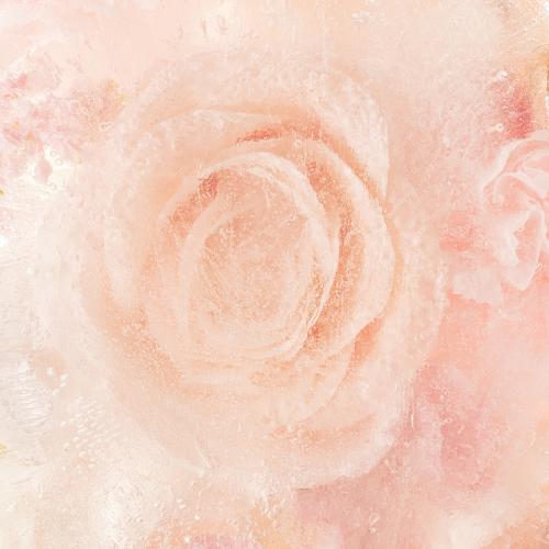 Pink blooming rose flower background - 2293707