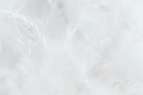 Dry grass white faded background - 2296610