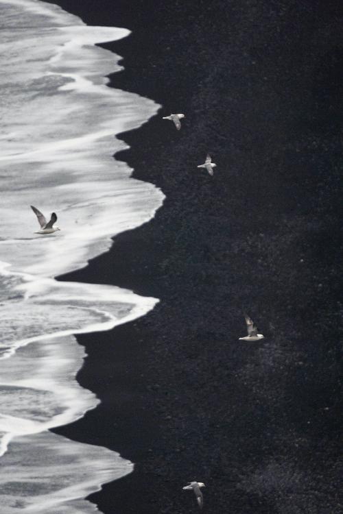 Flock of arctic terns flying over Dyrhólaey, south coast of Iceland - 2041503