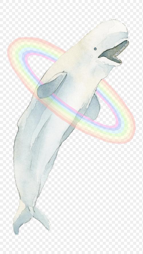 Watercolor painted beluga whale transparent png - 2045260