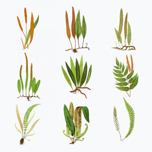 Set of vintage fern leaves vector - 2096204