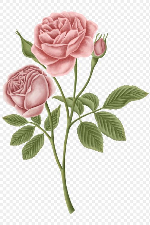 Vintage rose flower transparent png - 2091313