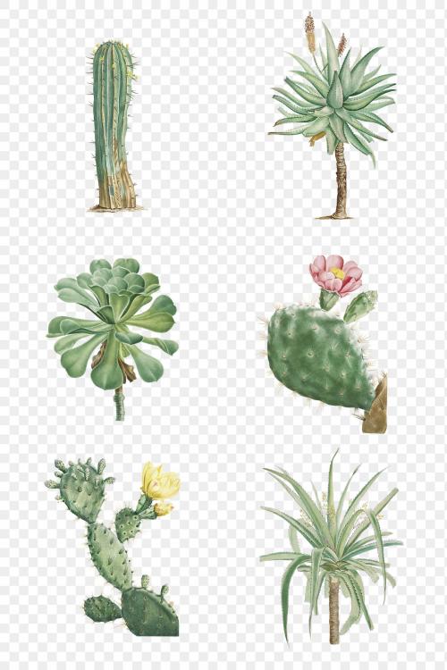 Set of succulents and cacti transparent png - 2110022