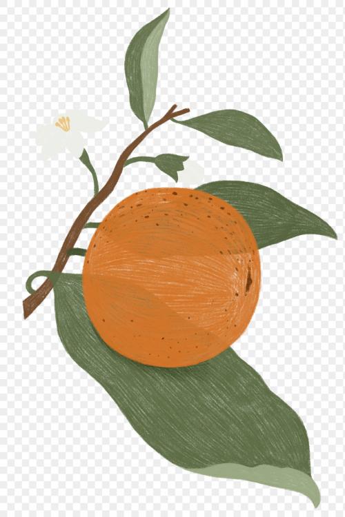 Hand drawn orange design resource transparent png - 2206775