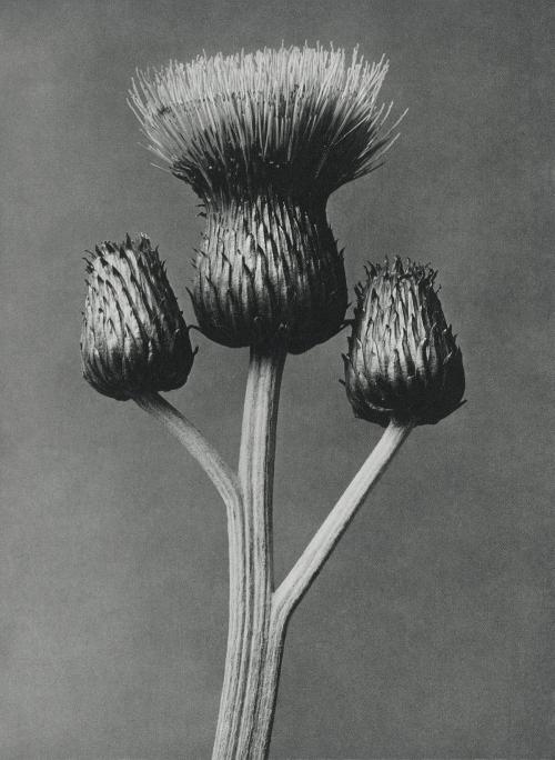 Cirsium Canum (Queen Anne Thistle) enlarged 4 times - 2208531