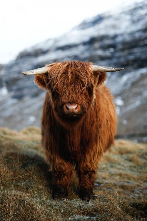 Scottish highland calf in the field - 2208645