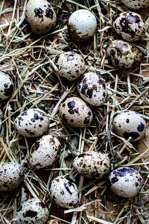 Fresh quail eggs on hay - 2225828