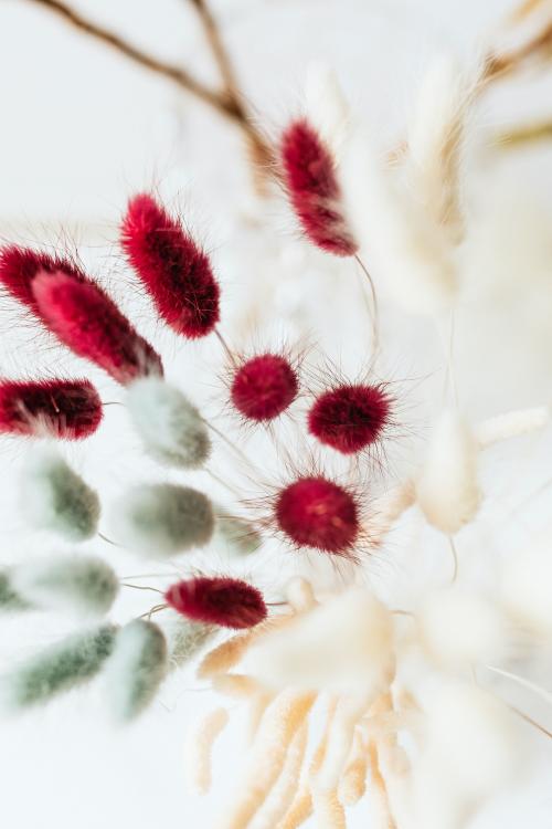 Aerial view of Bunny Tail grass in a vase - 2255464