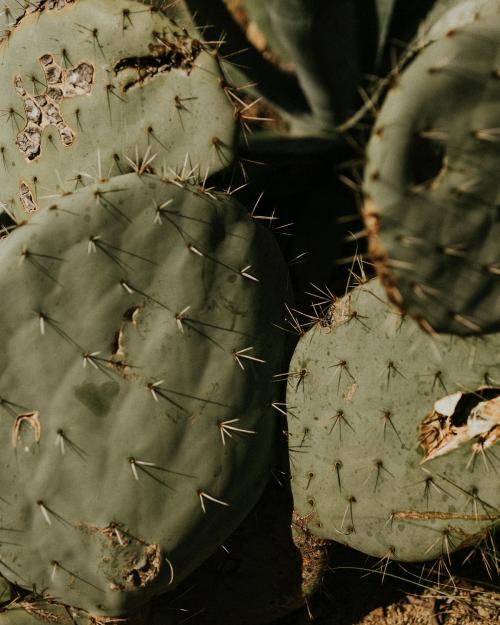 Prickly pear cactus close up - 2263027