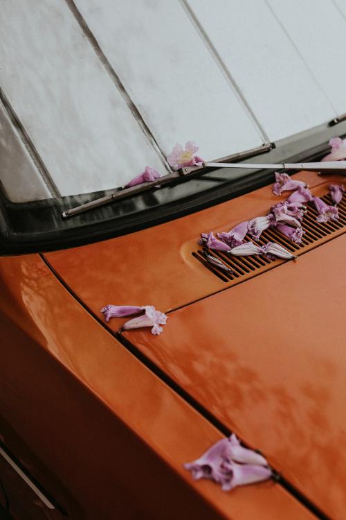 Fallen pink blossoms on the hood of a vintage car - 2263097