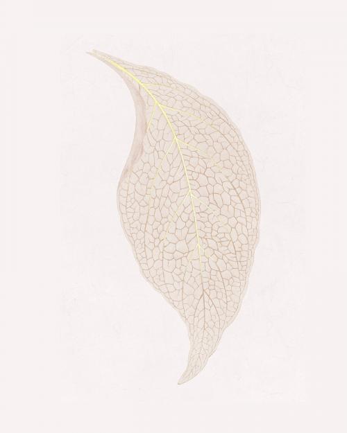 Adelaster Albivenis, engraved leaf vintage illustration, remix from original artwork of Benjamin Fawectt - 2267376