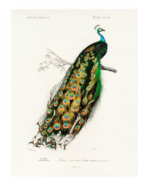 Indian peafowl (Pavo Cristatus) vintage illustration by Charles Dessalines D' Orbigny . Digitally enhanced by rawpixel. - 2267462