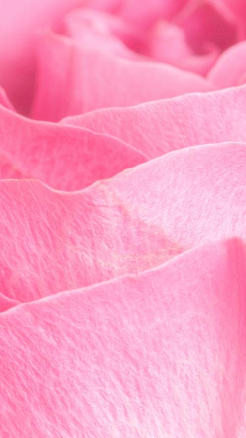 Pink rose petals macro photography background - 2270478