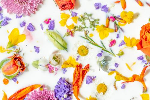 Colorful summer flowers in a milk bath background - 2270499