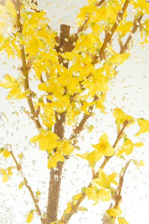 Yellow natural branch of forsythia flower - 2271222