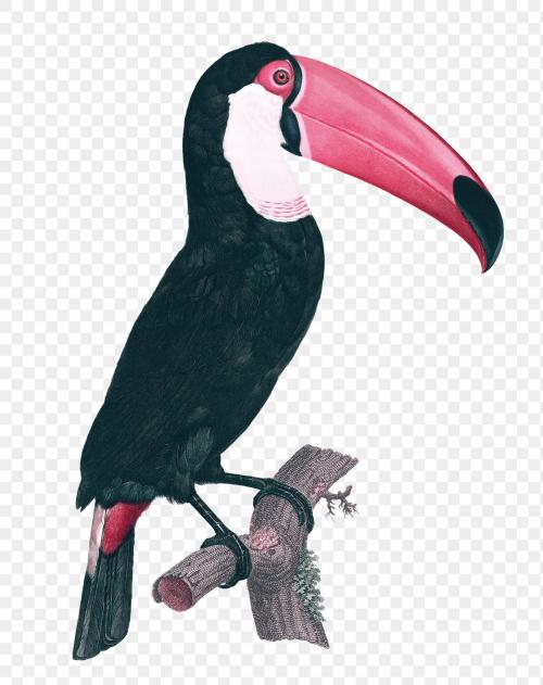 Toco toucan vintage illustration transparent png, remix from original artwork. - 2271712