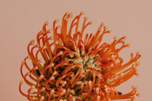 Orange pincushion protea flower - 2273499