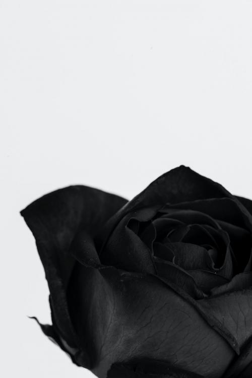 Blooming black rose flower - 2273566