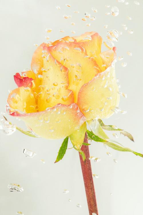 Yellow rose flower with air bubbles - 2276557