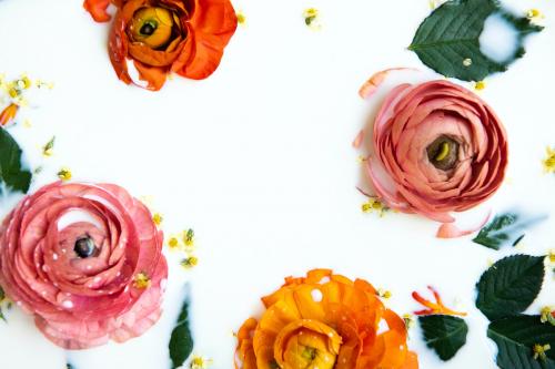 Flat lay beautiful buttercup flowers and leaves in milk bath - 2286692