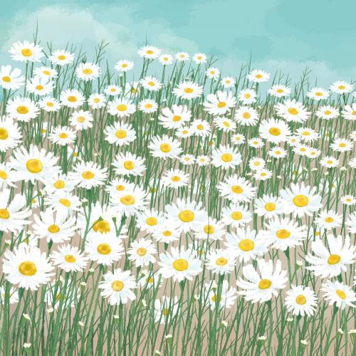 Blooming white daisy flower background vector - 2043941