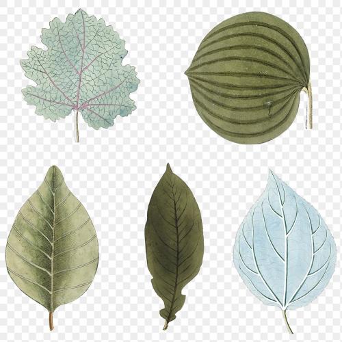 Various blue and green leaves set transparent png - 2094430