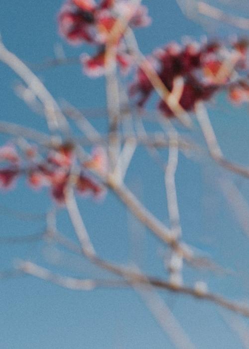 Pink flowers in the bright blue summer sky - 2263134