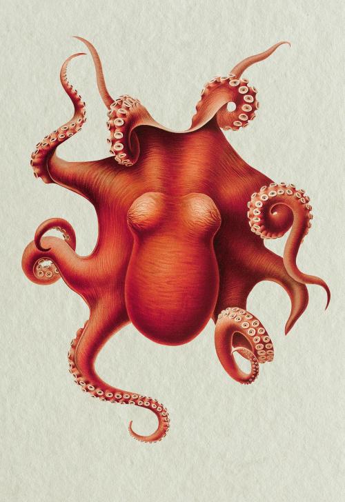 Vintage Octopus design, remix from original painting by Carl Chun - 2265158