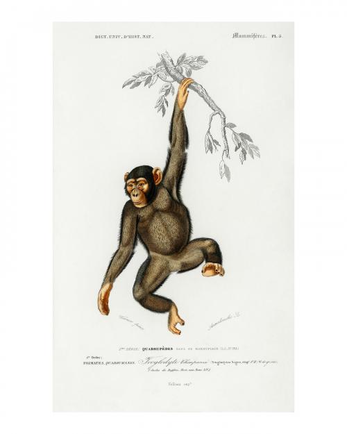 Chimpangze vintage illustration wall art print and poster design remix from the original artwork. - 2267413